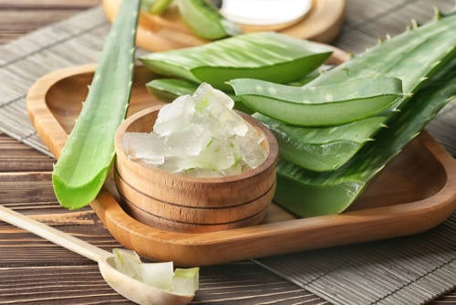 aloe vera aloe vera
