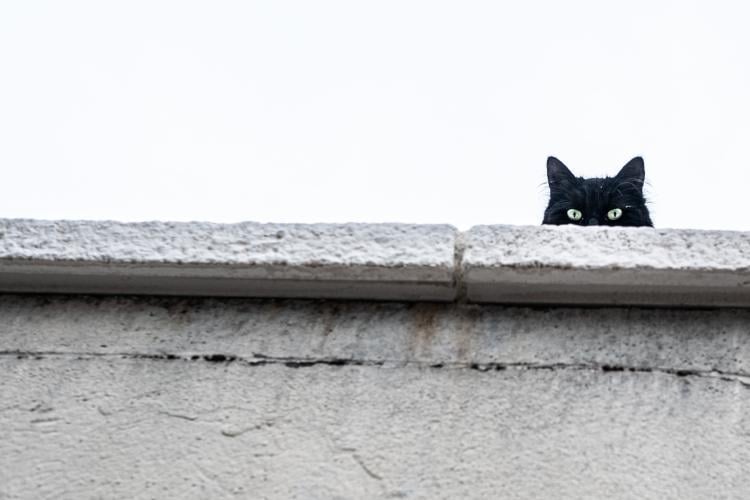 gato negro gato negro