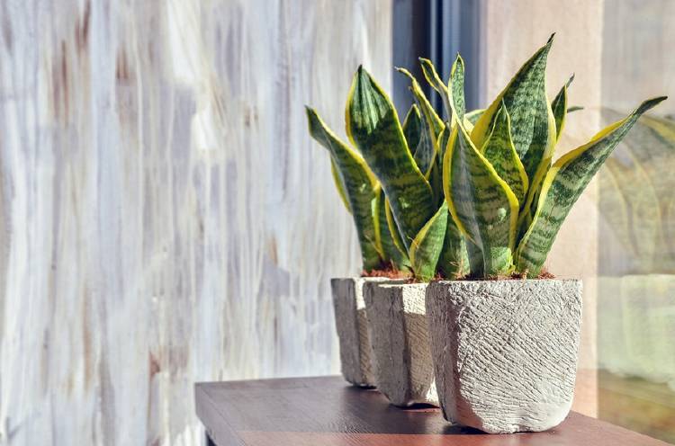 planta Sansevieria en maceta junto a la ventana