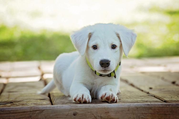 Protección animal