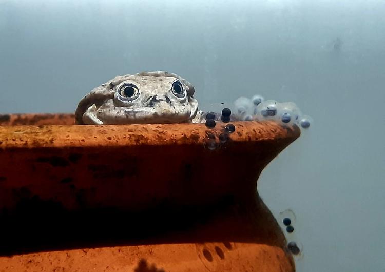 11. Rana del Titicaca poniendo huevos En 2020, las ranas del Titicaca rescatadas se reprodujeron en cautiverio. Crédito: Teresa Camacho