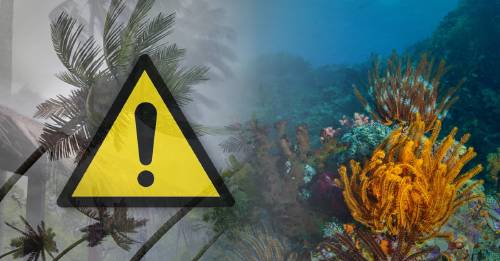 Las tormentas tropicales pueden derribar islas de arrecifes de coral