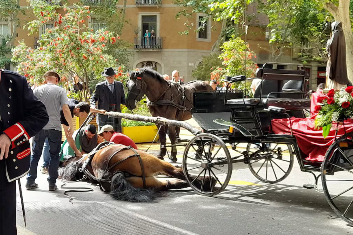El animal, de ocho años y originario de Cerdanyola, colapsó de forma fulminante en plena calle Parlament, justo al inicio del recorrido. Su nombre era Santo y tiraba el carro que llevaba la figura de Sant Antoni, patrón de los animales. (foto: elpais.com)