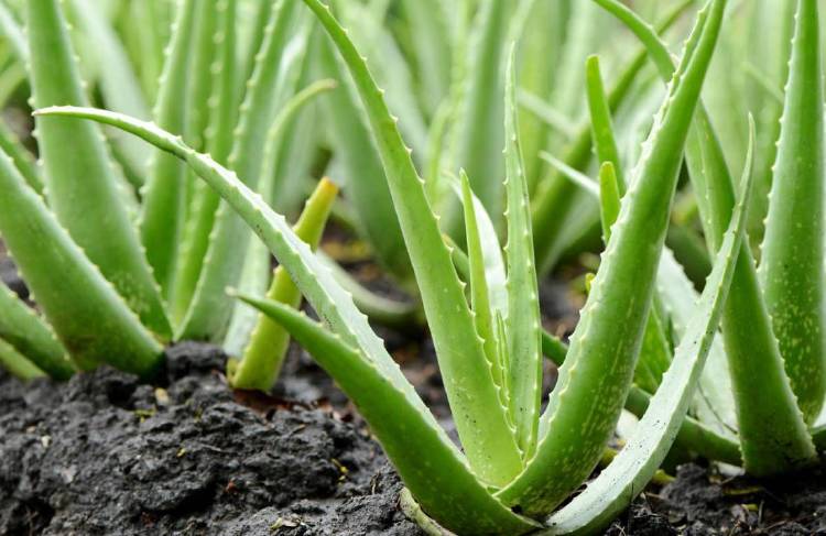 aloe vera aloe vera