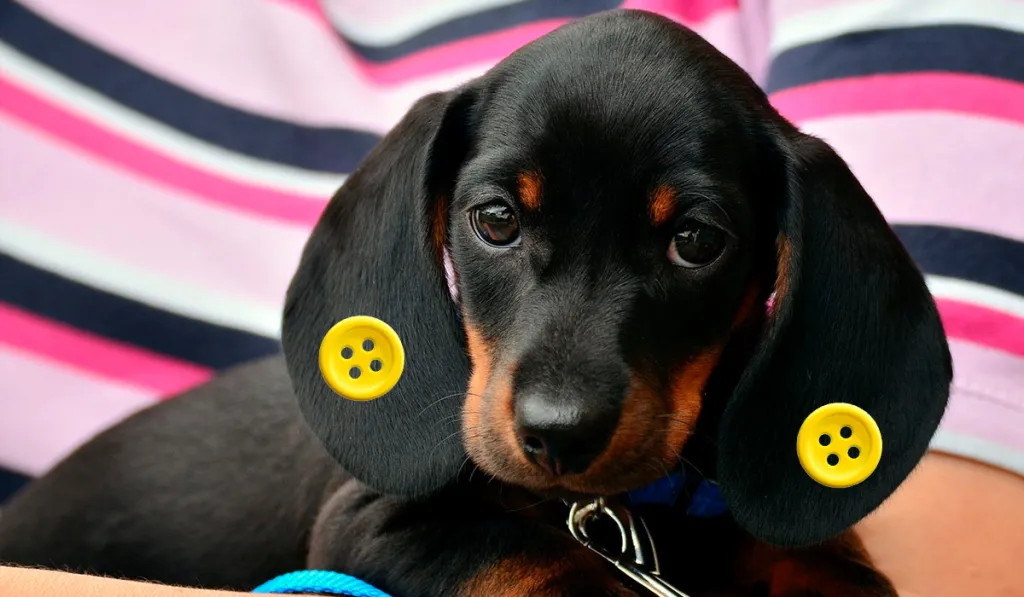 botones orejas perros botones orejas perros