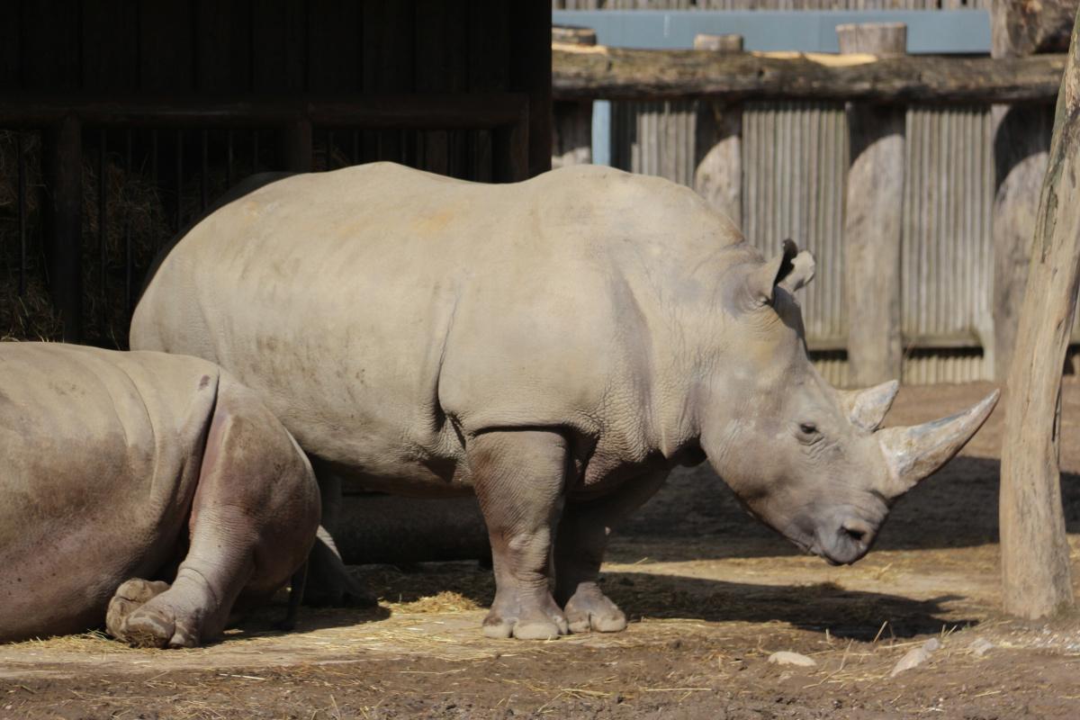 rinoceronte blanco AdobeStock_583239691 rinoceronte blanco AdobeStock_583239691