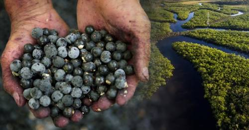 Açaí: el fruto que puede salvar el Amazonas