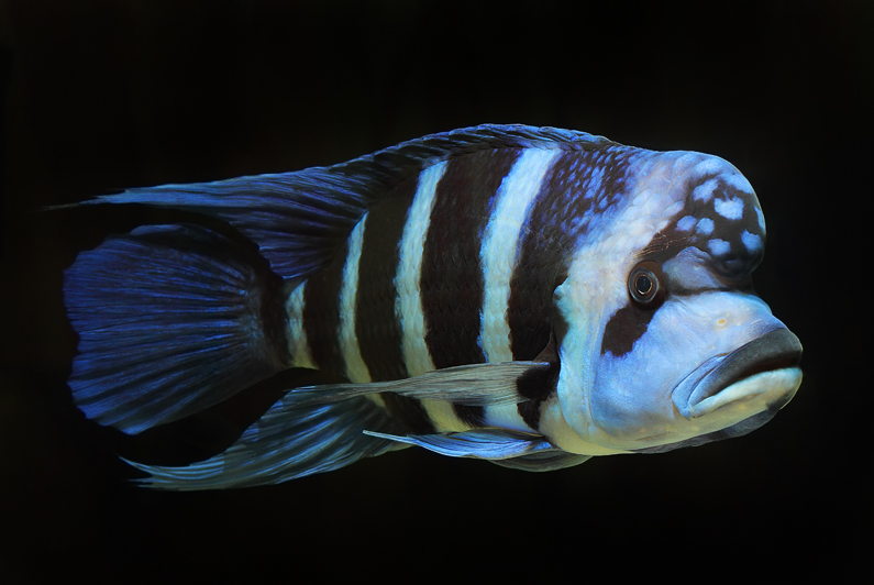 Peces con ojos grandes Peces con ojos grandes