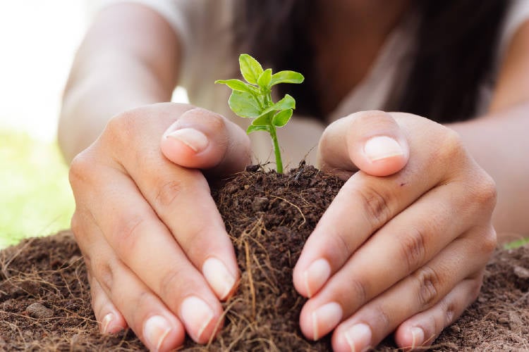 manos planta brote manos planta brote