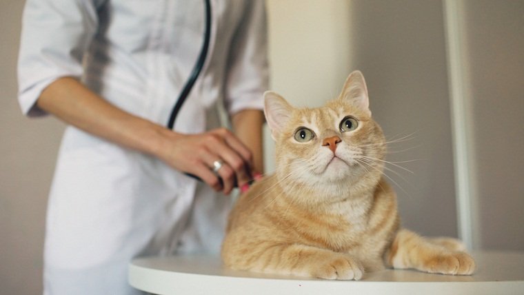 veterinario gato