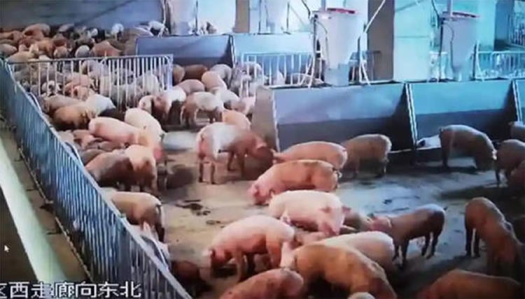 cerdos 3 agrodigital cerdos 3 agrodigital