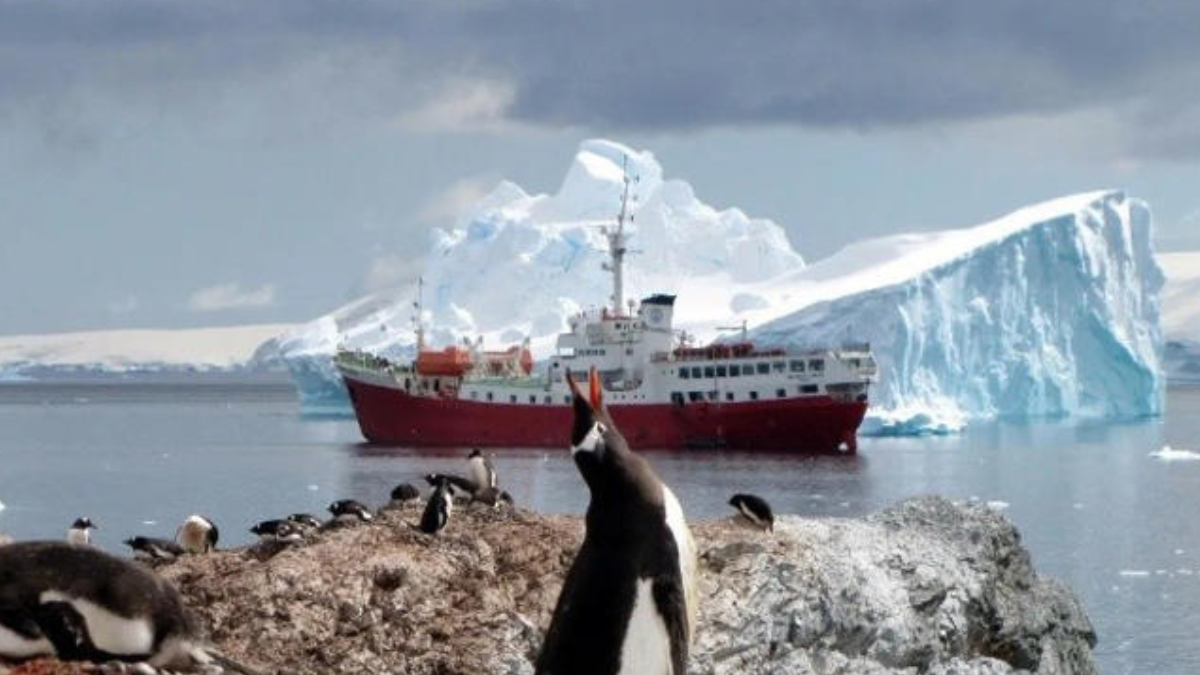 pinguinos Sudáfrica prohíbe pesca comercial para proteger a pinguinos, amenazados de extinción. Foto temática Pexels