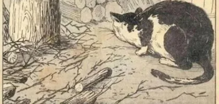 gato retoo gato retoo