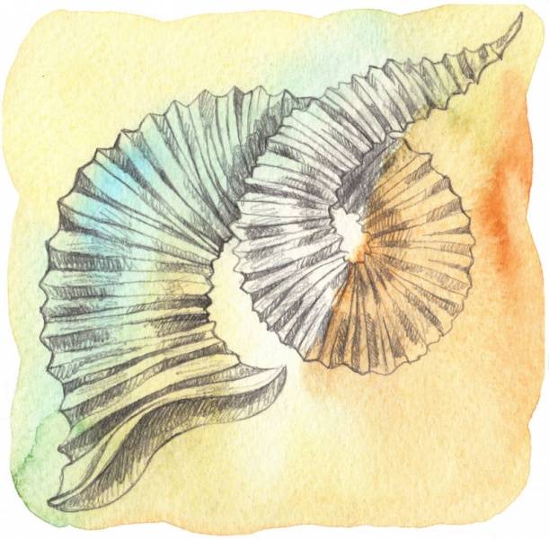 zodíaco Capricornio El signo del zodíaco Capricornio