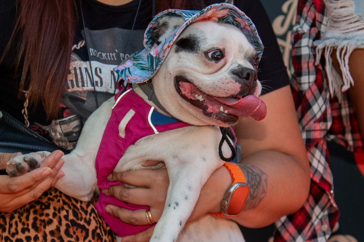 En la Ciudad de Buenos Aires hay aproximadamente 494.000 perros y 368.000 gatos, es decir, ¡las y los argentinos nos caracterizamos por ser una familia multiespecie.