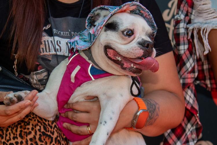 Mascotear En la Ciudad de Buenos Aires hay aproximadamente 494.000 perros y 368.000 gatos, es decir, ¡las y los argentinos nos caracterizamos por ser una familia multiespecie.