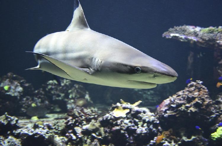 tiburón tiburón