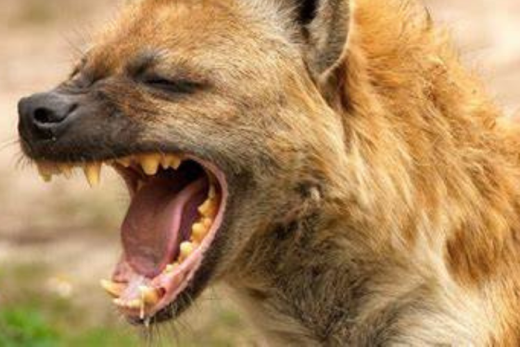 hiena Pachyaena was an early endurance hunter that ran after its prey. (Foto: ©iStock.com/dlrz4114)