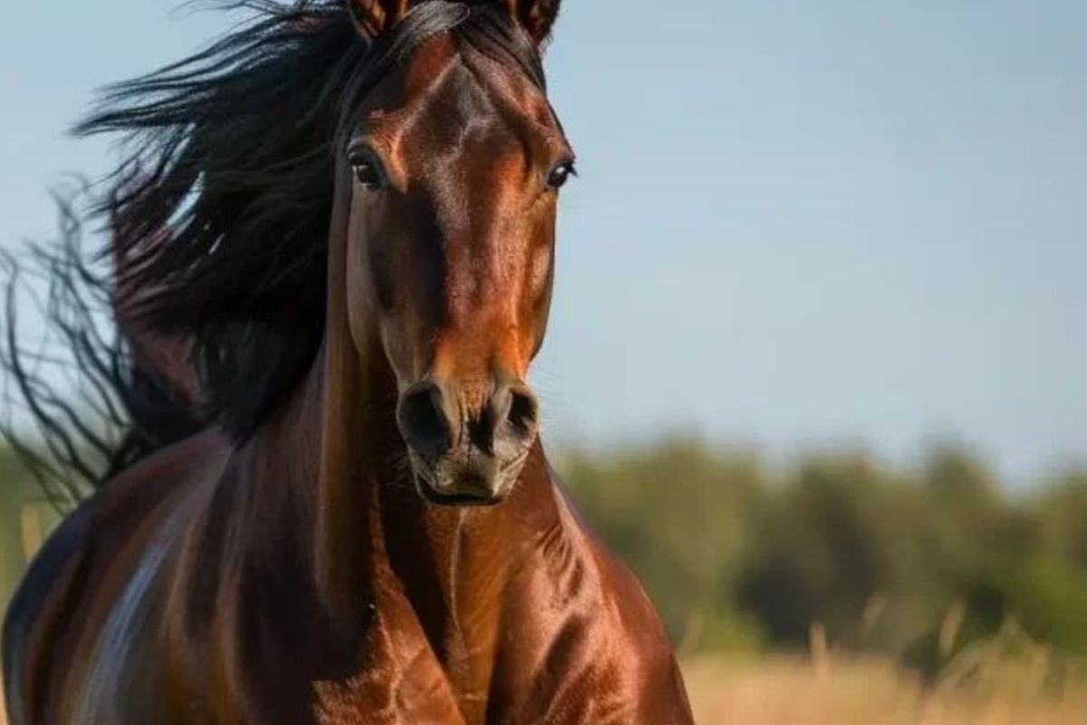 caballo El 8 de julio fue elegido como una jornada internacional para visibilizar el valor del caballo y su rol en la historia humana. (Pinterest)