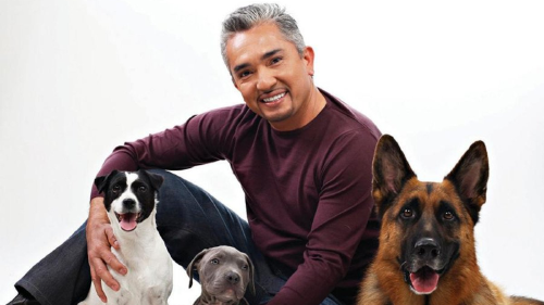 cesar millan encantador de perros cesar millan encantador de perros