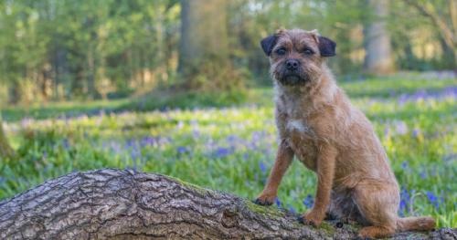 caracoltv.brightspotcdn caracoltv.brightspotcdn