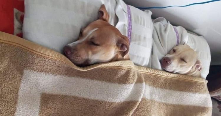 perros twitter perros twitter