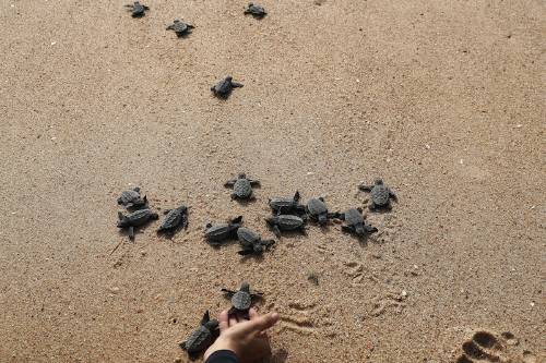 crías de tortugas que se dirigen hacia el mar este sábado en la playa del forte en el estado de Bahia. EFE/Marcelo Sayão