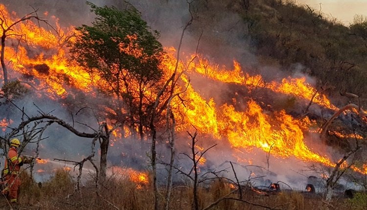 Cómo afectan los incendios forestales en Latinoamérica? | Bioguia