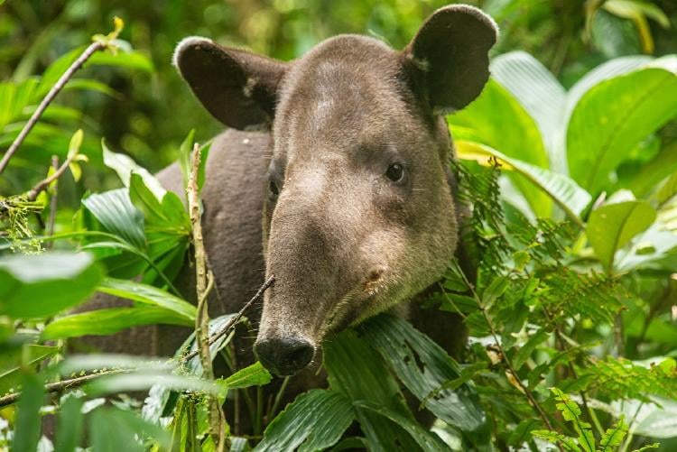 Animales en peligro de extinción