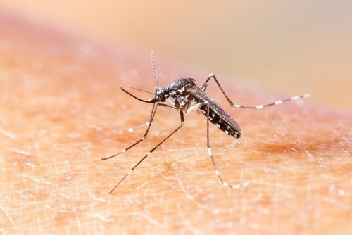 Por Qu Los Mosquitos Te Pican Solo A Ti Bioguia