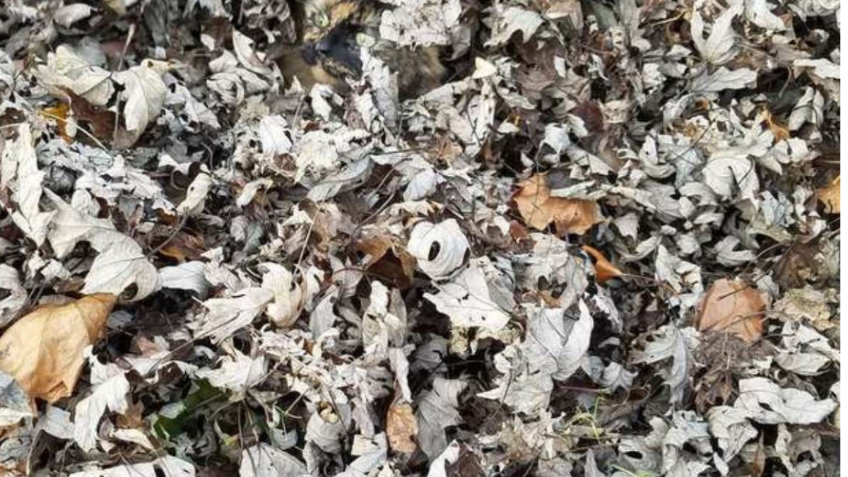 gata Desafío visual: encuentra la gata escondida entre las hojas