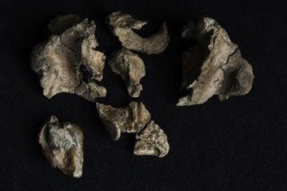 Cráneo parcial y dientes de \'Janjucetus dullardi\' (Tom Breakwell/Museums Victoria.)