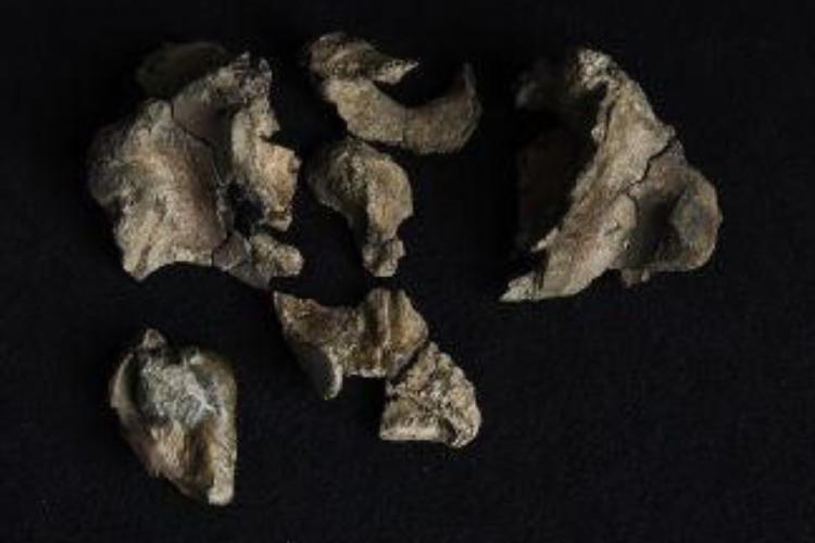 huesos Cráneo parcial y dientes de \'Janjucetus dullardi\' (Tom Breakwell/Museums Victoria.)