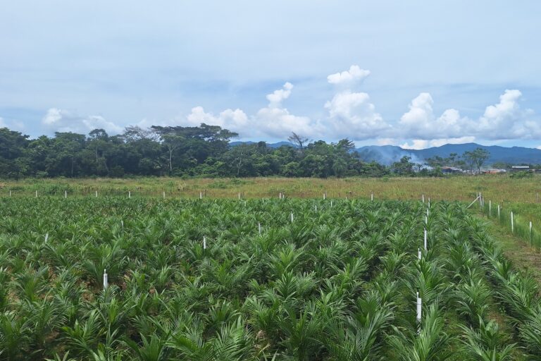 Vivero Nueva Esperanza_William Ojopi_La Brava 3 768x512 Vivero Nueva Esperanza_William Ojopi_La Brava 3 768x512