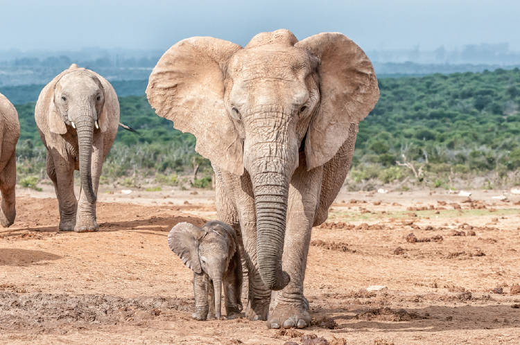 Un elefante camina con su cría