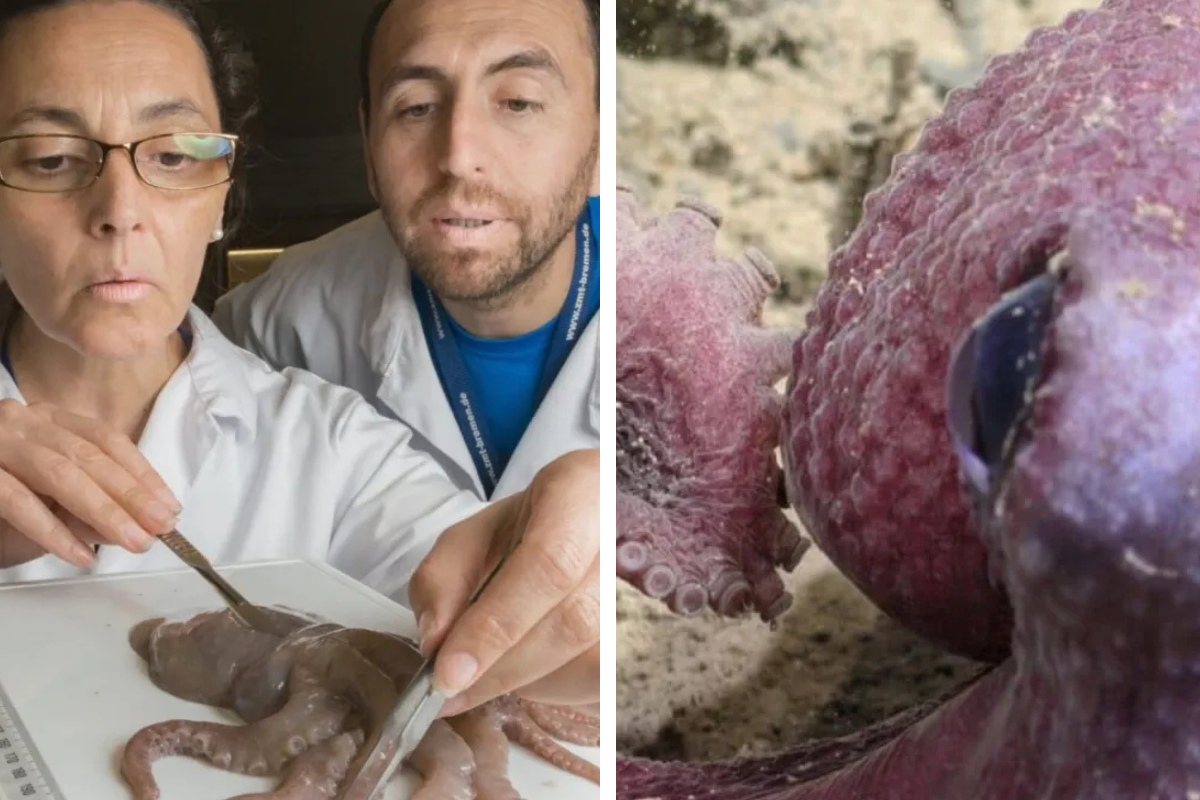 El descubrimiento de Graneledone sellanesi confirma que el océano profundo sigue siendo una frontera abierta para la ciencia. (Imagen: ecoosfera.com)