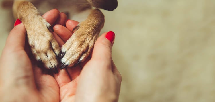 mujer patas perro mujer patas perro