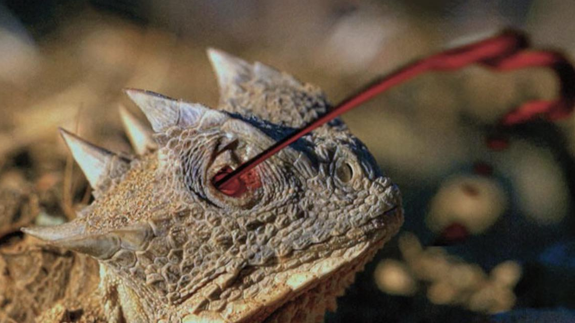 Lagarto escamoso que tira sangre por sus ojos