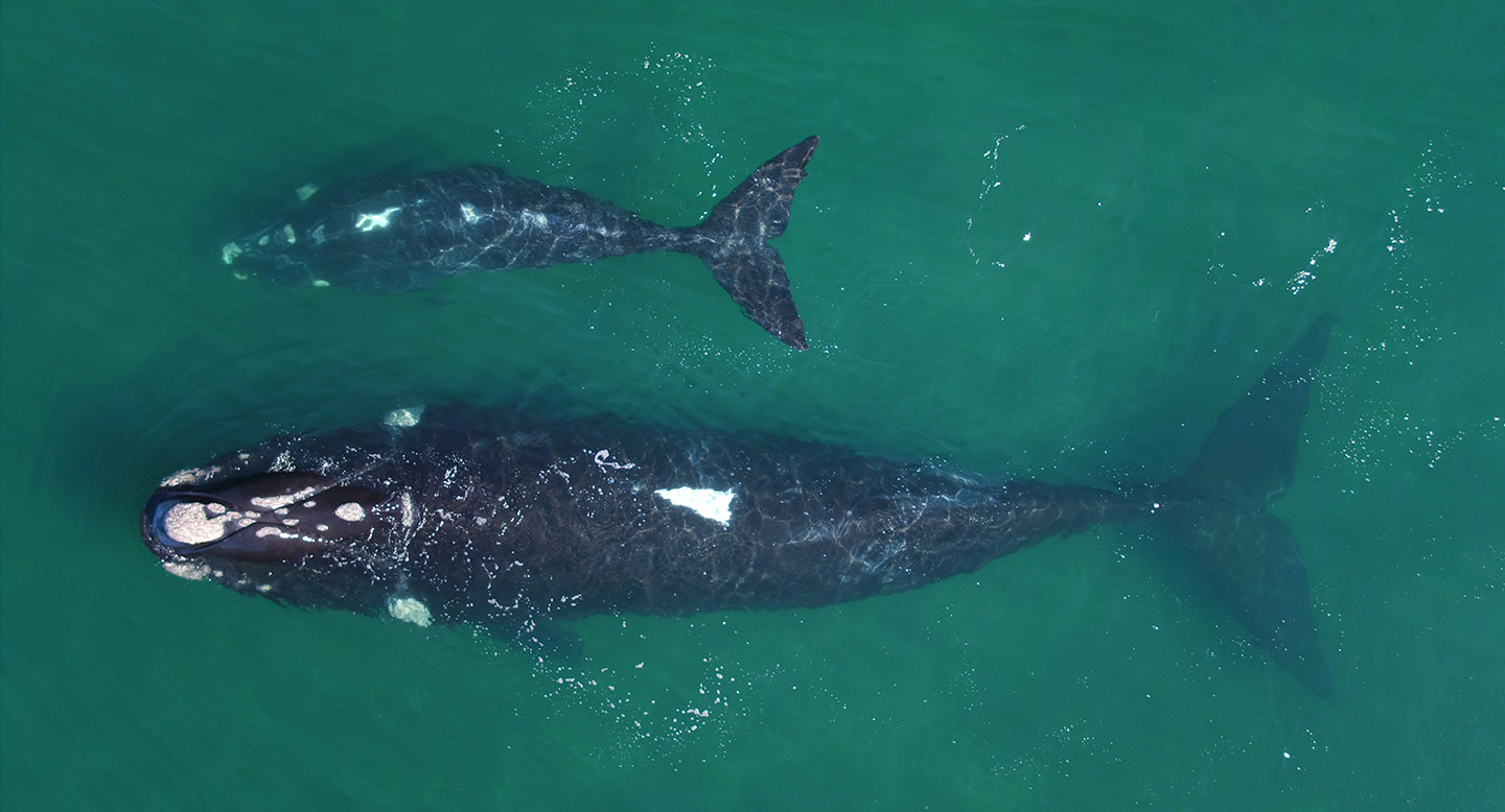 ballena-franca-flaca-2x ballena-franca-flaca-2x