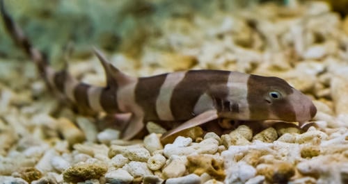 Nacen casi 100 tiburones a través de la técnica de la inseminación artificial