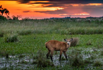 Ciervo de los pantanos en Parque Iberá © Beth Wald   Fundación Rewilding Argentina