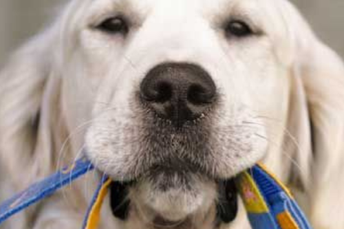perro correa Arnés vs. collar: lo que ningún veterinario te contó (hasta ahora), porque sin dudas, el uso de los collares está más extendido. (Foto: Pinterest)