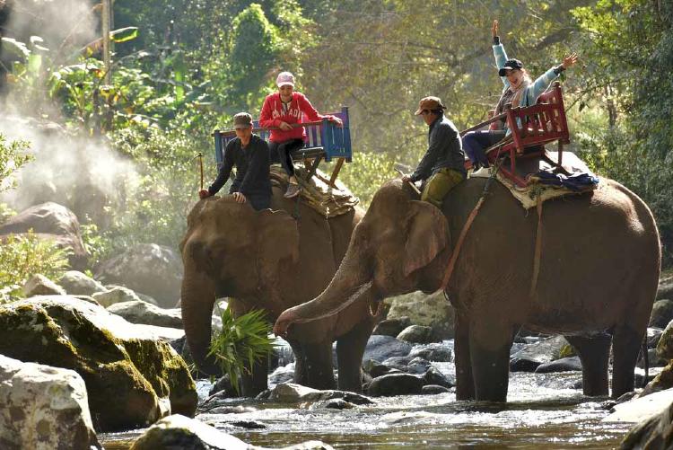 elefante sri lanka4