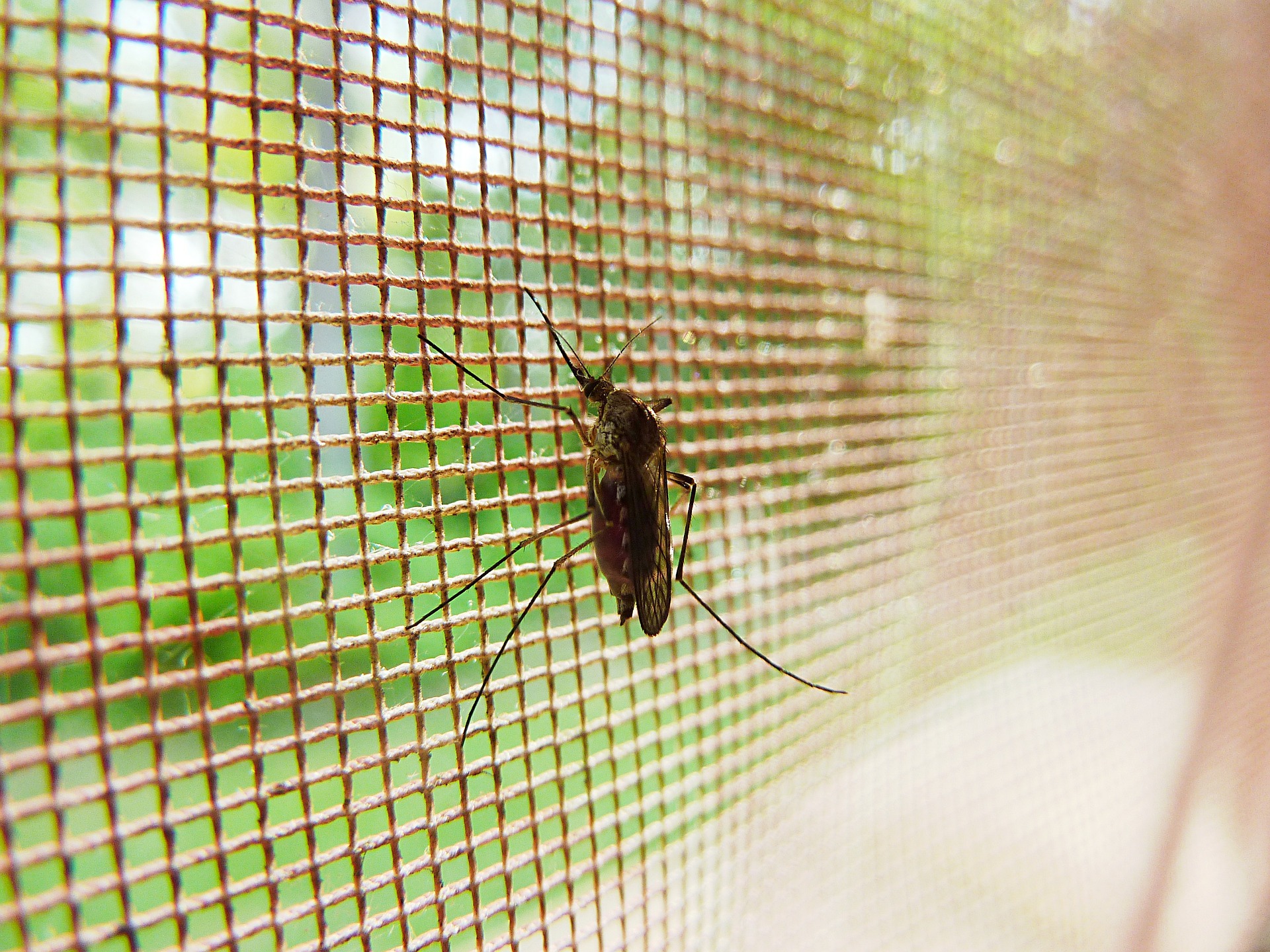 mosquito mosquito