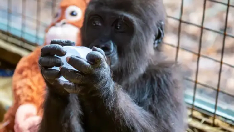 gorilla el aeropuerto de Estambul puso al animal a disposición del servicio del Ministerio de Agricultura y Silvicultura para ser revisado por los veterinarios.