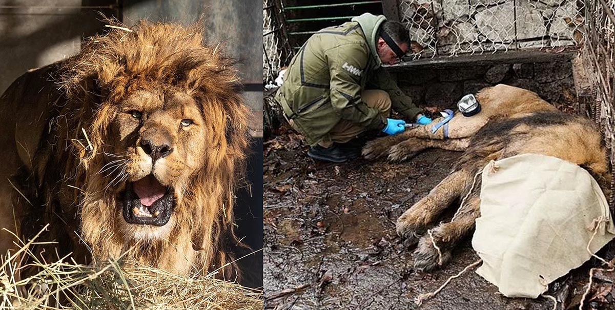 leon abandonado leon abandonado