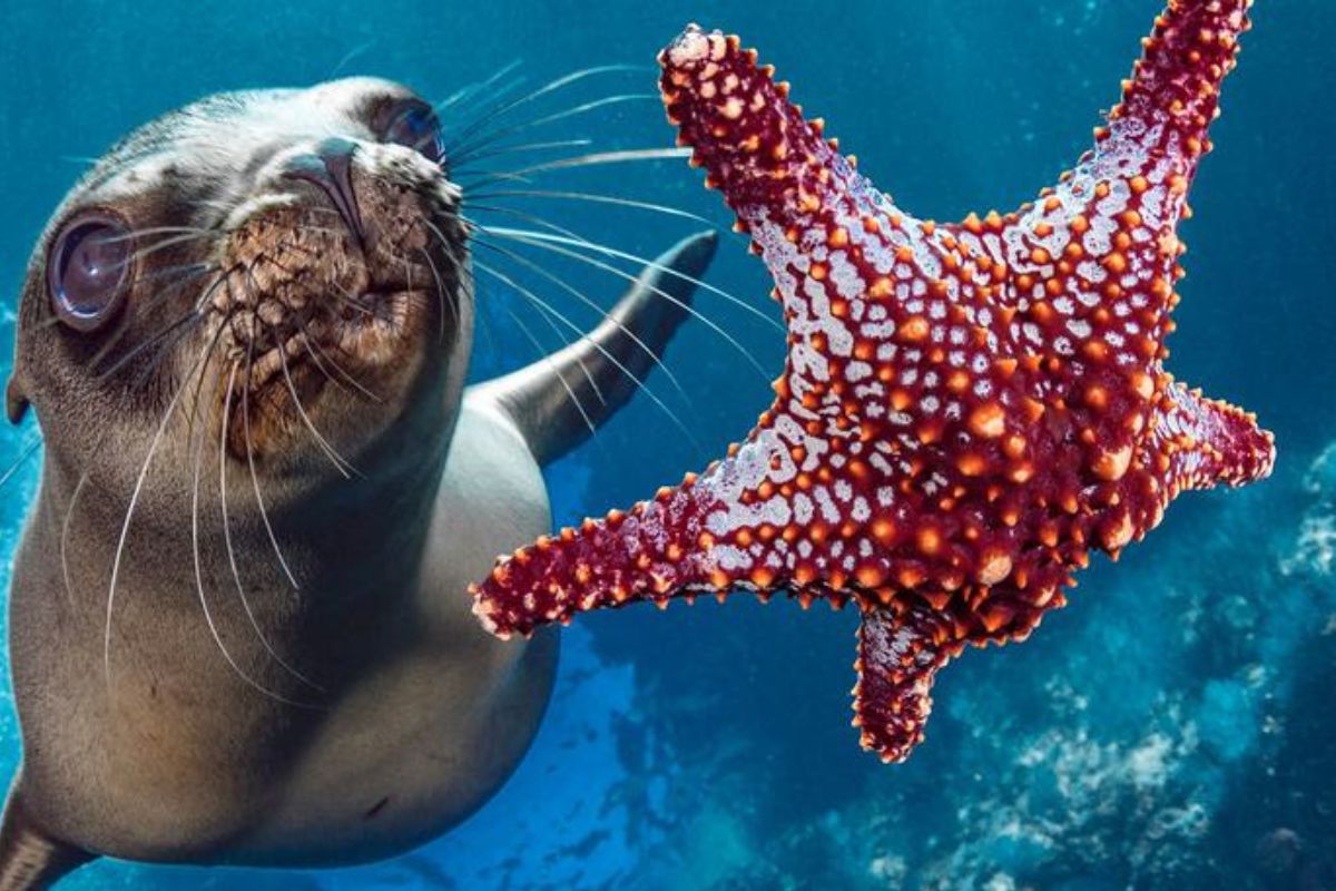&copy; Ocean Image Bank/Hannes Klost ⦁	&nbsp; ⦁	Un le&oacute;n marino nada junto a una estrella de mar frente a la costa de M&eacute;xico.