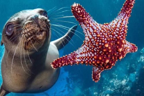 foca © Ocean Image Bank/Hannes Klost ⦁ ⦁ Un león marino nada junto a una estrella de mar frente a la costa de México.