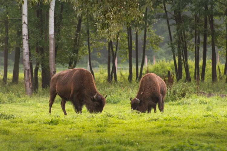 american-bison-3580601_1920