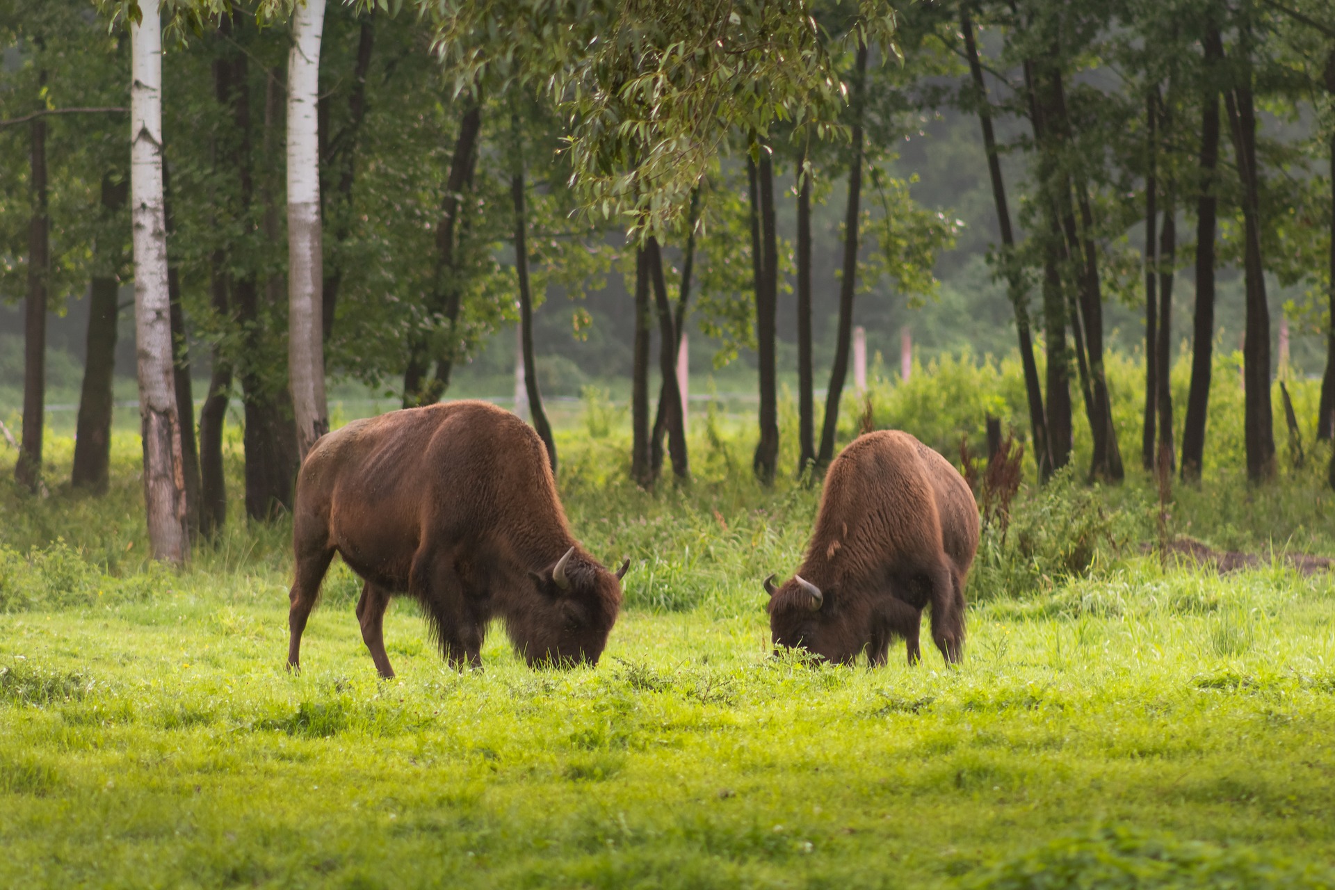 bisontes Reino unido busca personal para reintroducir bisontes en sus bosques